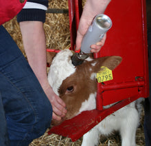 Load image into Gallery viewer, O’Neill Calf & Sheep Staller