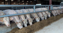 Load image into Gallery viewer, Single Feed Rail from Leam Agri Ltd, Tempo, County Fermanagh, Northern Ireland. Serving Fermanagh, Tyrone, Antrim, Down, Londonderry, Armagh, Cavan, Leitrim, Sligo, Monaghan, Donegal, Dublin Carlow, Clare, Cork, Galway, Kerry, Kildare, Kilkenny, Laois, Limerick, Longford, Louth, Mayo, Meath, Monaghan, Offaly, Roscommon, Tipperary, Waterford, Westmeath, Wexford and Wicklow and throughout the United Kingdom