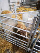 Load image into Gallery viewer, Adoption Front BU