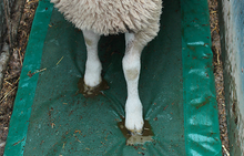 Load image into Gallery viewer, Sheep Foam Footbath from Leam Agri Ltd, Tempo, County Fermanagh, Northern Ireland. Serving Fermanagh, Tyrone, Antrim, Down, Londonderry, Armagh, Cavan, Leitrim, Sligo, Monaghan, Donegal, Dublin Carlow, Clare, Cork, Galway, Kerry, Kildare, Kilkenny, Laois, Limerick, Longford, Louth, Mayo, Meath, Monaghan, Offaly, Roscommon, Tipperary, Waterford, Westmeath, Wexford and Wicklow and throughout the United Kingdom